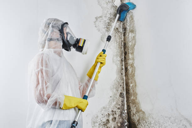 Best Bathroom Mold Remediation in New Hope, MS