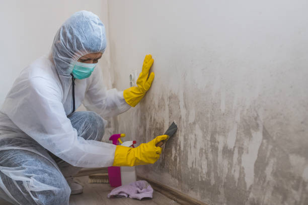 Best Industrial Mold Remediation in New Hope, MS