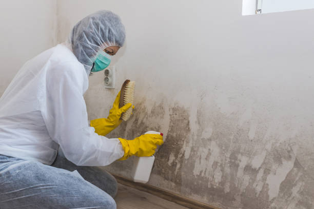 Best Commercial Mold Remediation in New Hope, MS