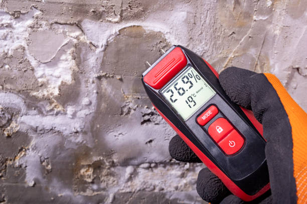Best White Mold Remediation in New Hope, MS