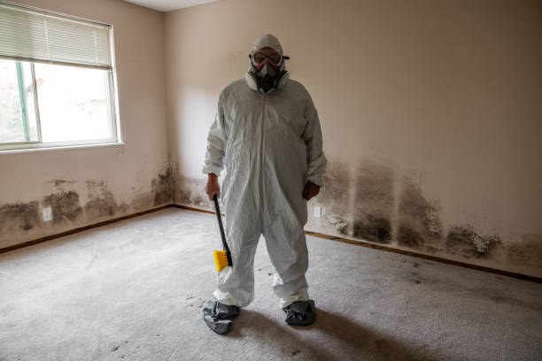Best Health and Safety Mold Remediation in New Hope, MS