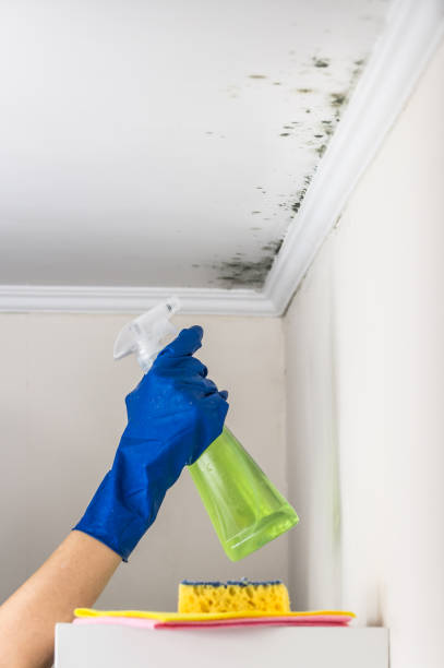 Best Residential Mold Remediation in New Hope, MS